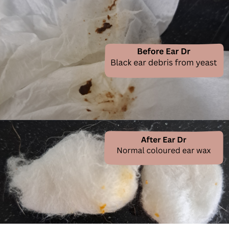 Ear Infection Protocol - Itchless Ear Cleaner & PetAlive Ear Dr for Dogs & Cats