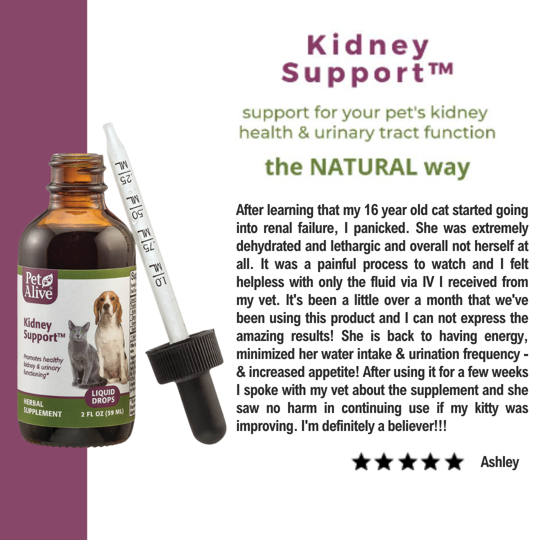PetAlive® Kidney Support™ for Kidney & Endocrine Functioning
