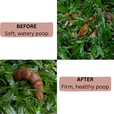 PetAlive® RuniPoo Relief™ for Dogs, Cats - Natural Supplement for Diarrhea, Healthy Pet Stool Formation