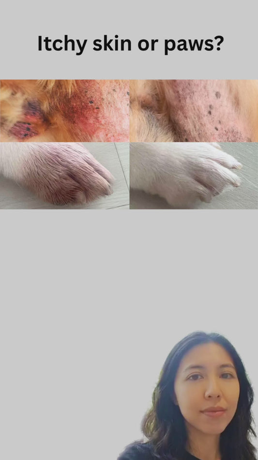 Allergy Protocol Trio - Skin & Paws Sanitising and Skin Barrier Protection, Dog Allergies, Itching, Hotspots, Wounds, Skin & Paw Sanitising, Surface Disinfection, Natural Allergy Supplement