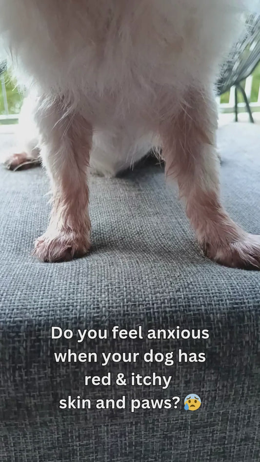 Allergy Protocol Trio - Skin Sanitiser, Dog Allergies, Dog Itch, Skin Barrier Protection & Ear Cleaning